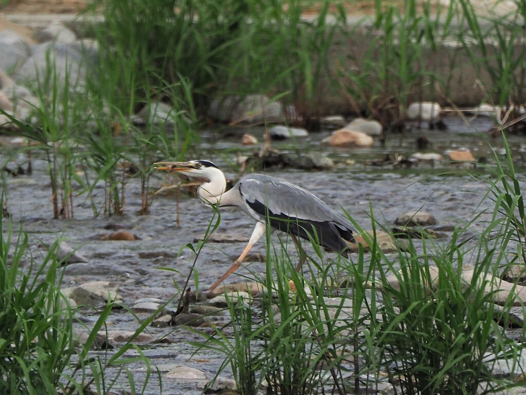 獲物は魚かな？