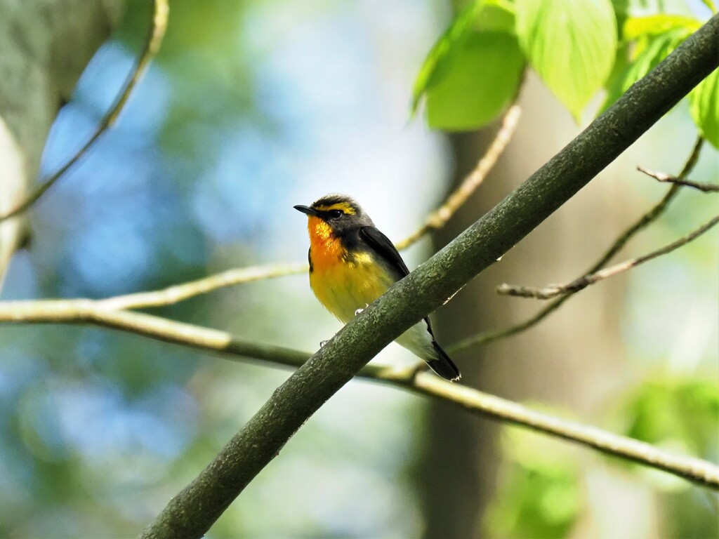 ようやく会えました