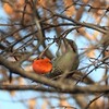 アオゲラさんも柿食べる?