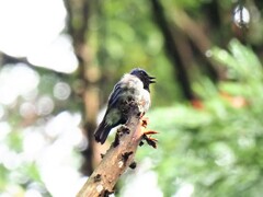 オオルリさん？