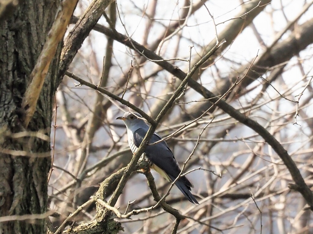 ホトトギスかな？