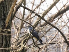 ホトトギスかな？