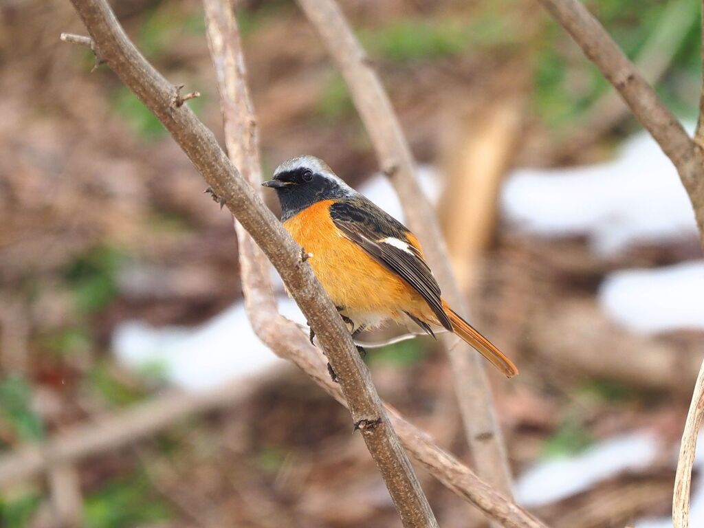 会えたのはジョビ君だけ