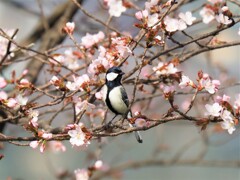 お花見