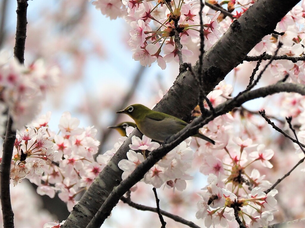 仲良く花見