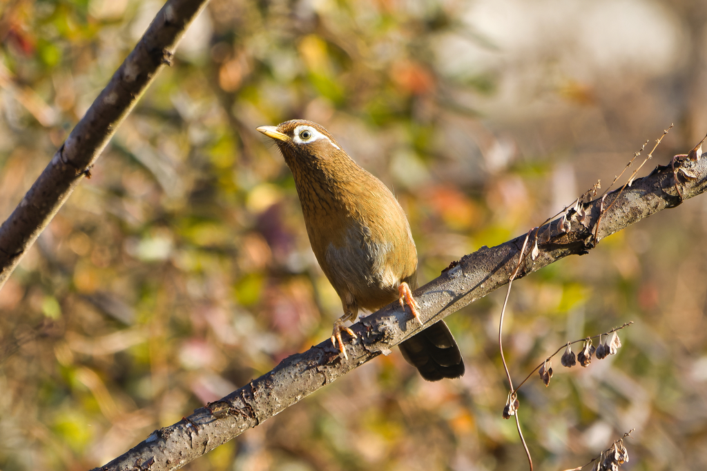 何の鳴き声だ？