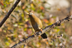 何の鳴き声だ？