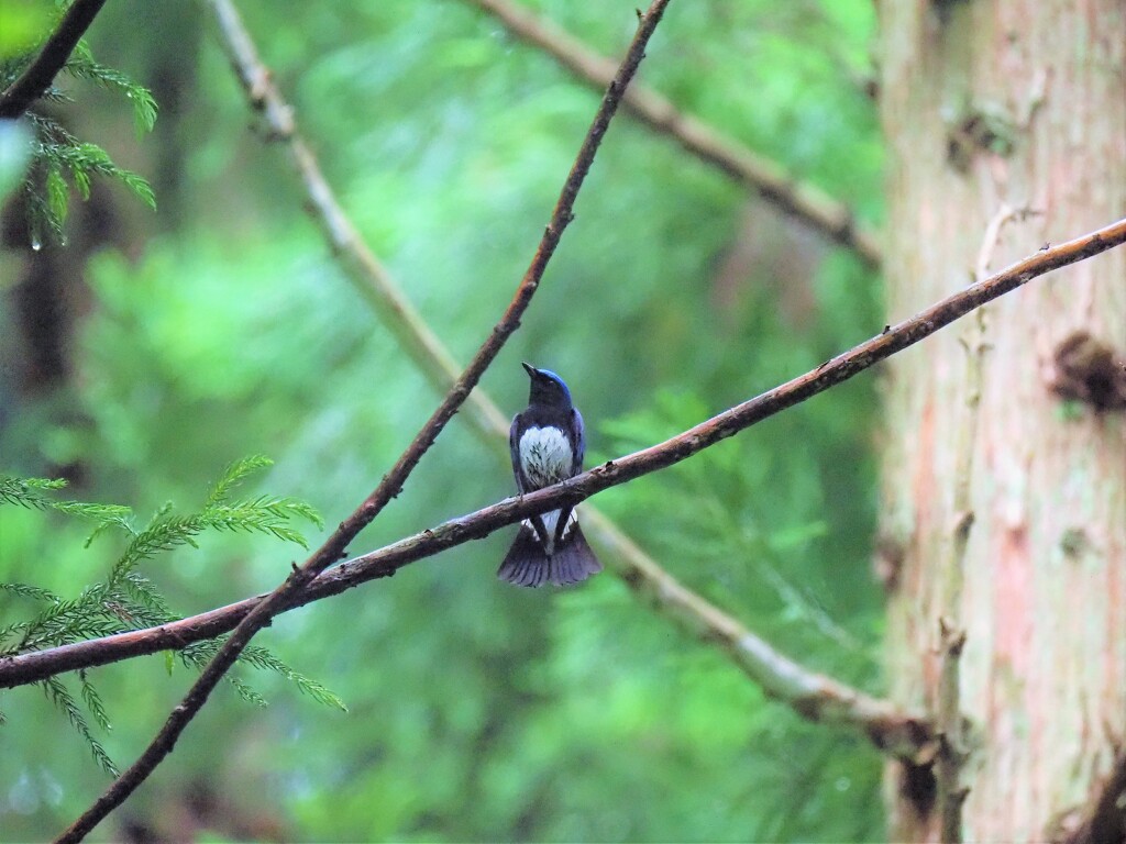 今朝のオオルリさん