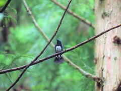 今朝のオオルリさん