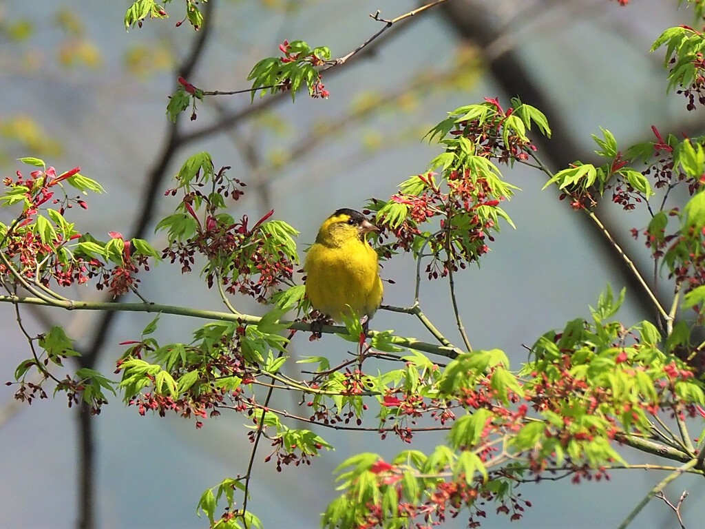 黄色が綺麗