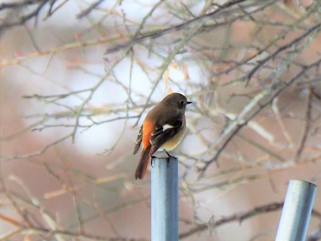 こちらを向いてくれない