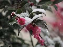 今季最後の雪