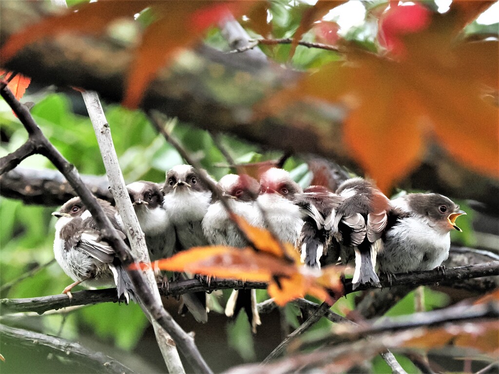 賑やか