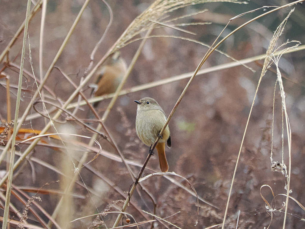 背後に迫る鳥陰