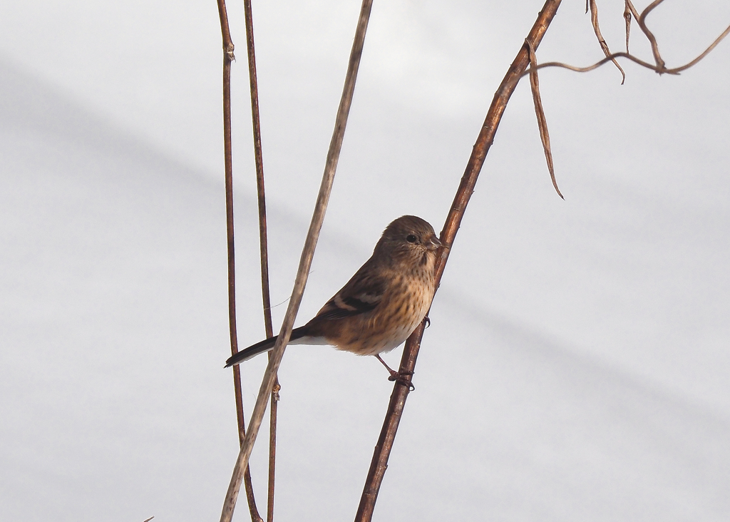 ちょっとだけよ