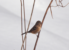 ちょっとだけよ