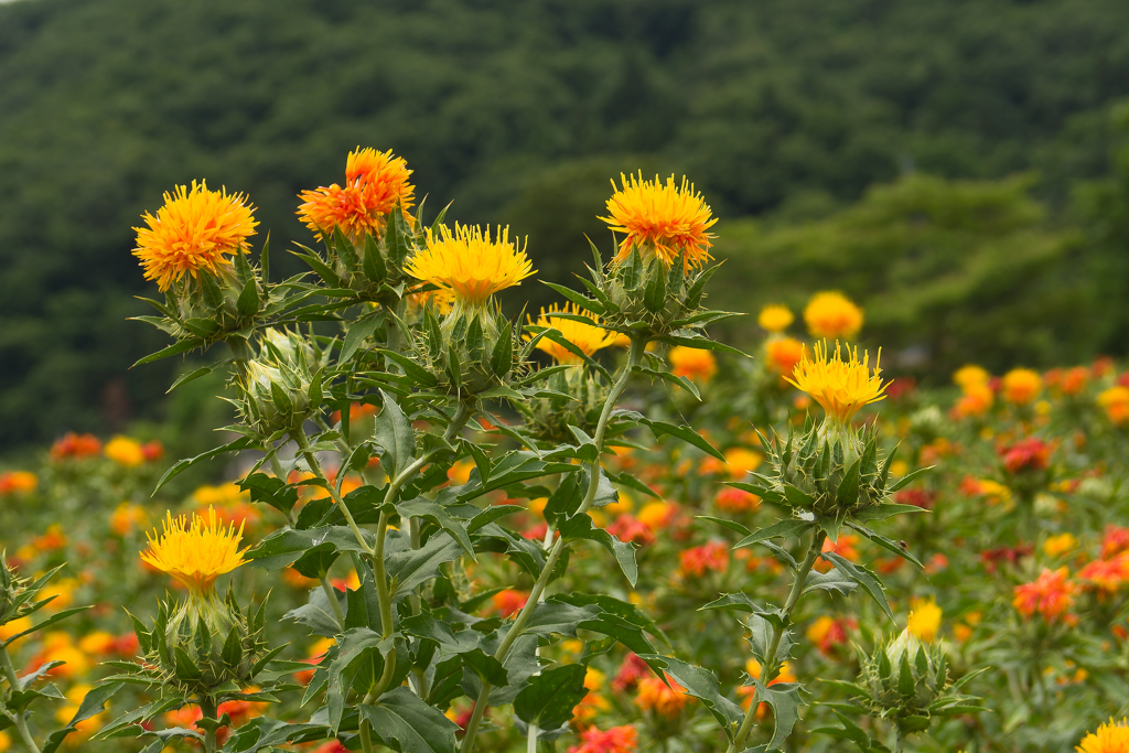 紅花満開！
