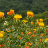 紅花満開！