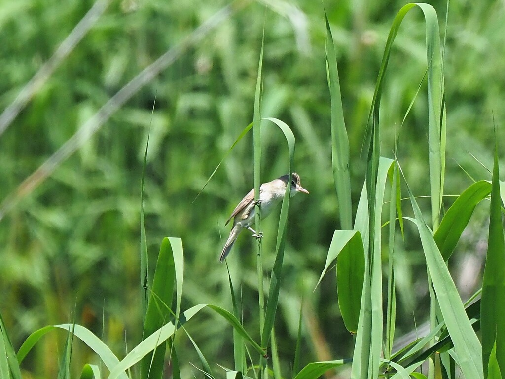 ちょっと日陰がほしい