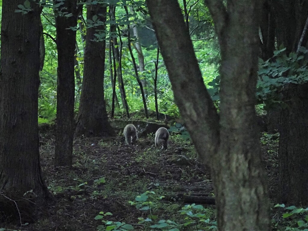 おサルさん逃げる