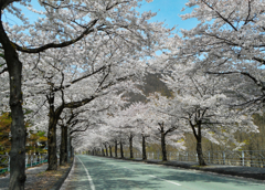 誰もいない桜並木