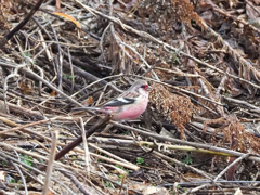 長旅の前に腹ごしらえ