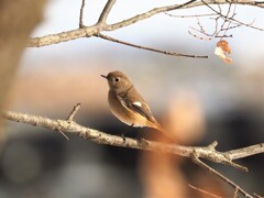 夕日に映える