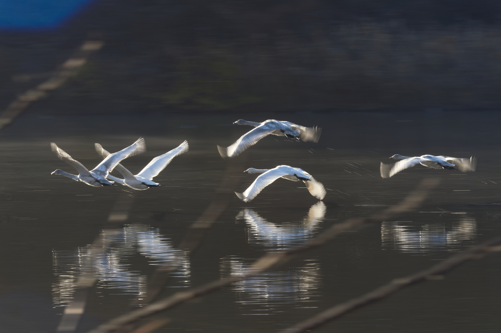 ファミリー飛行