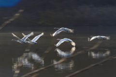 ファミリー飛行