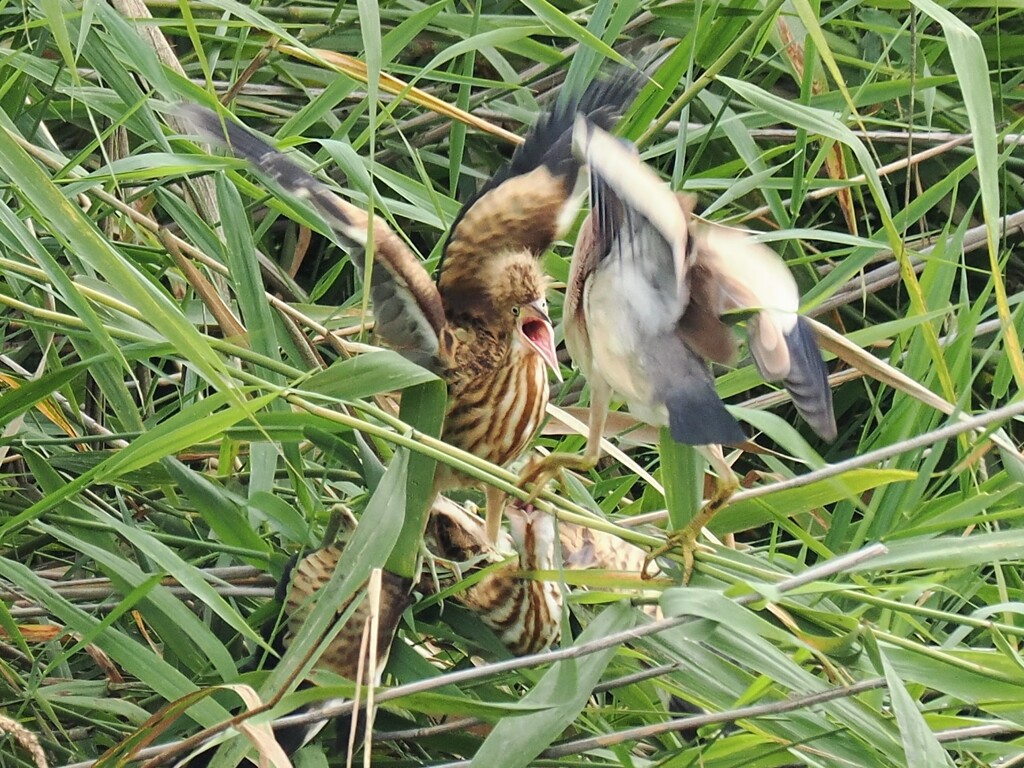 これじゃたまらん！