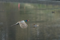 水鳥じゃな～い
