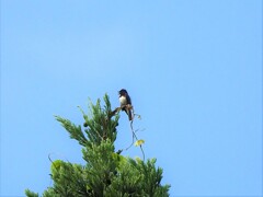 今日も会いましたが...遠すぎ！