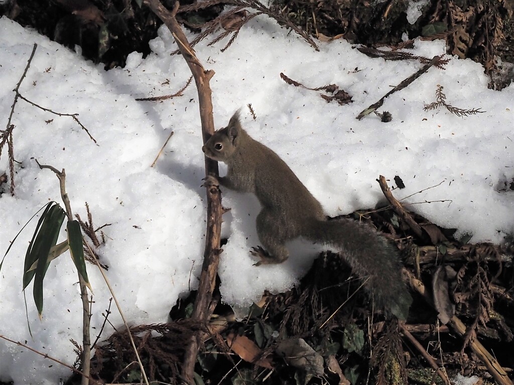 やっと捉えた By クレア４９８４ Id 写真共有サイト Photohito