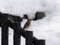 去っていきました、残念！