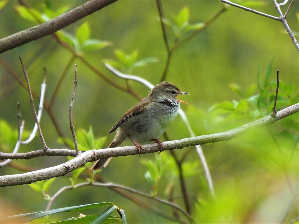 ウグイス鳴く(2)
