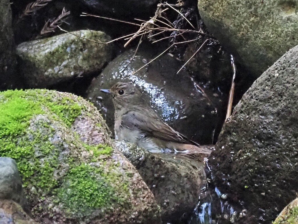 オオルリの雌さんの水浴び　2