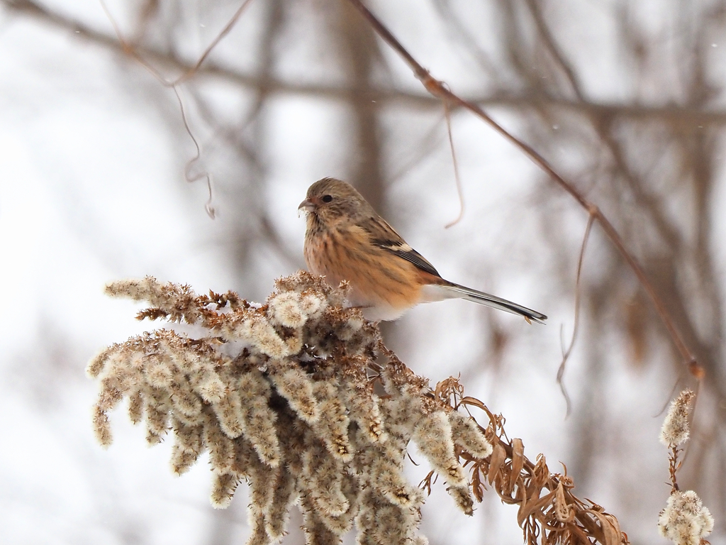 やはり美人!(^^)!