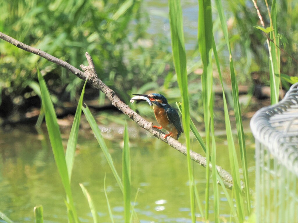 お持ち帰り