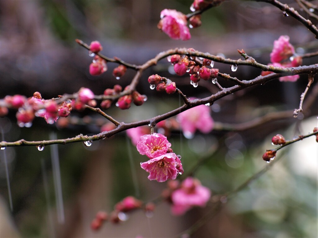 やっと咲いたのに！