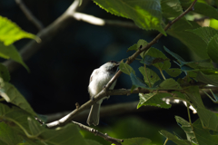 鳥枯れの天使