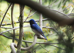 枝の鳥