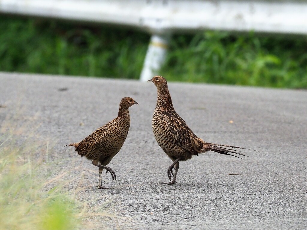 キジさん　(2)