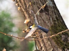 シジュウカラさん飛ぶ