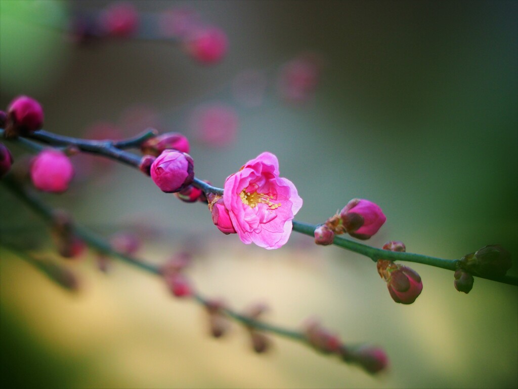 本日開花です!(^^)!