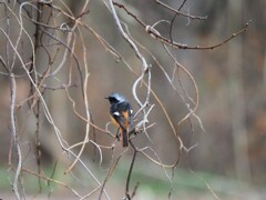 後ろ姿が哀愁を感じます。