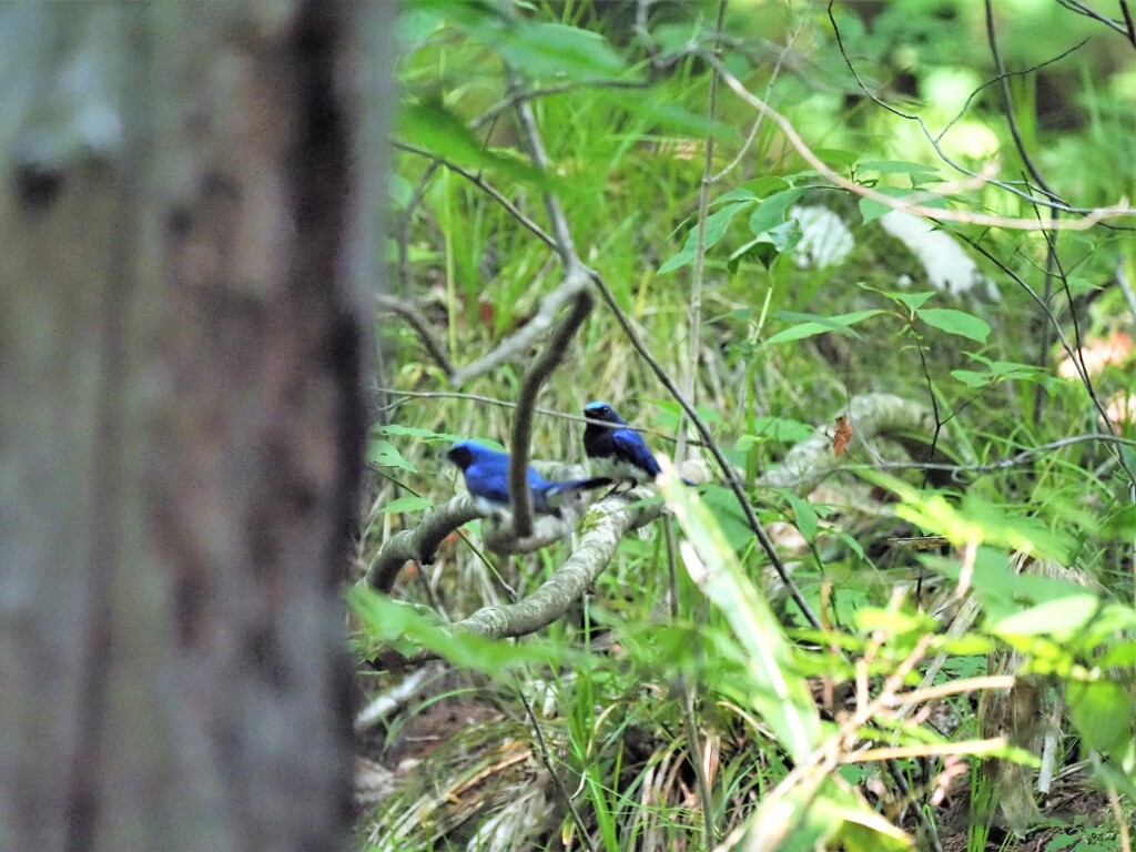 ボケボケでした(/o＼)