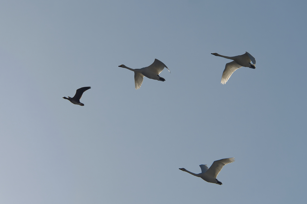 ペースメーカー２