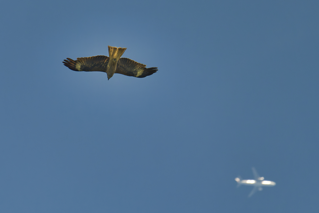 猛暑の空