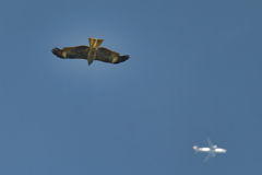 猛暑の空