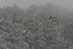 早朝飛翔..小雪